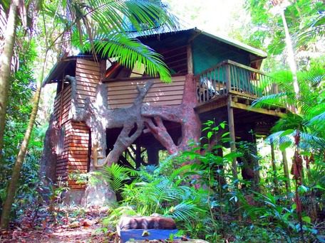 Queensland Trehouse - Jungle Treehouse Daintree Rainforest