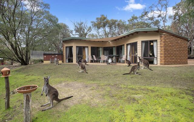 Yelverton Brook Conservation Sanctuary Kangaroos