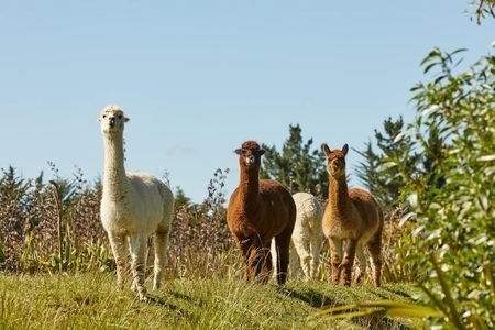 Misty River Retreat Llamas - places to stay in Blenheim