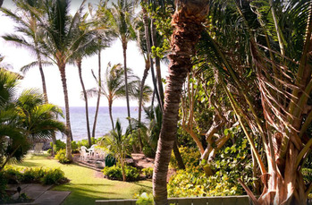 Puako Treehouse Hawaii Treehouse Rental