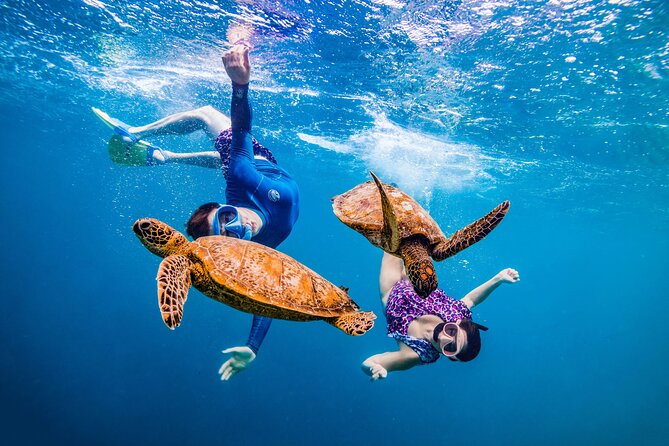 Viator Snorkelling with Turtles