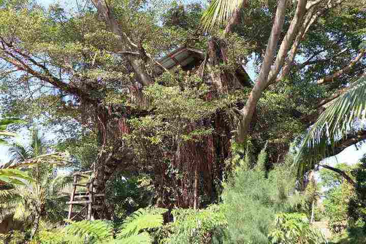 Castle Tree Houses