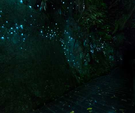 Waitomo Caves