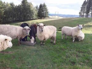 Farmstay