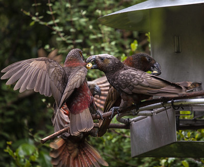 Pukaha National Wildlife Centre - Glamping Near Wellington