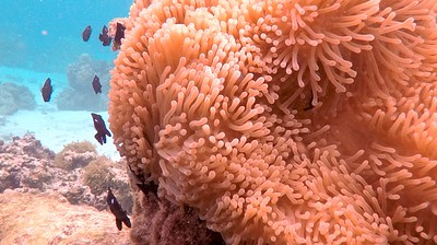 pic snorkelingdives.com Moorea