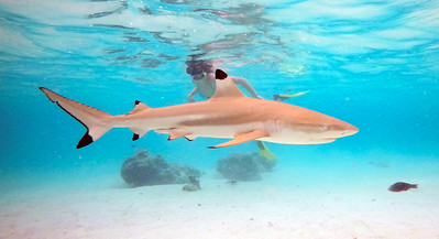 pic snorkelingdives.com Moorea