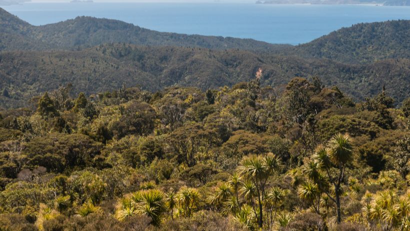 Coromandel Rainforest