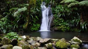 Lamington National Park