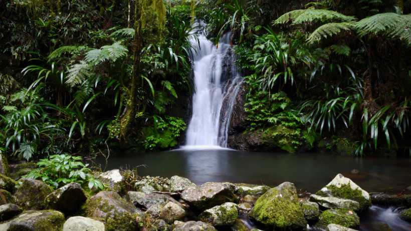 Alcheringa Falls Lamington National Park