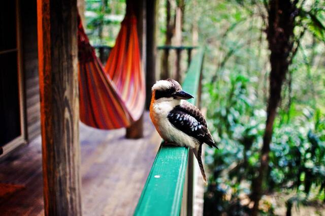 Hammock and Kookaburra