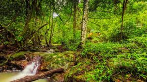 Narrows Escape Rainforest