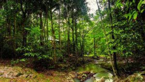 Narrows Escape Rainforest