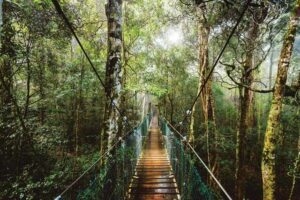 O'Reillys Rainforest Retreat
