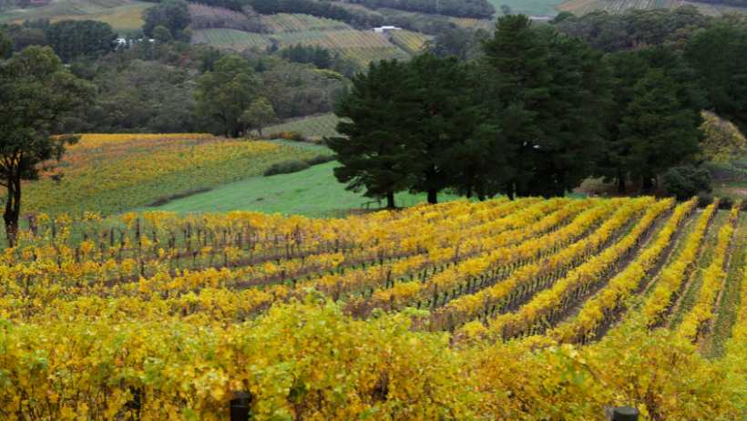 Vineyards in Adelaide Hills