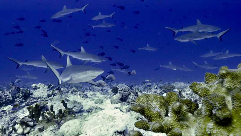 Fakarava Atoll French Polynesia Reef Sharks