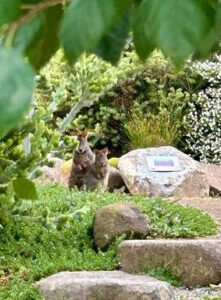 Hobart Hideaway Pods wildlife